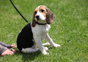 Beagle