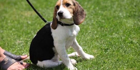 Beagle