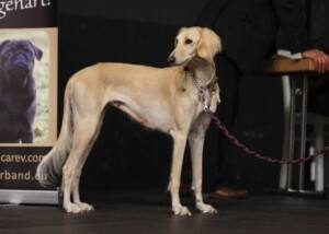 Saluki Tazi