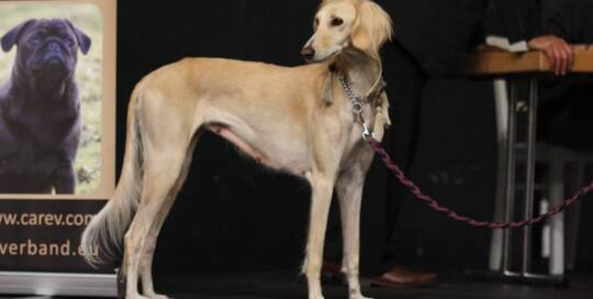 Saluki Tazi