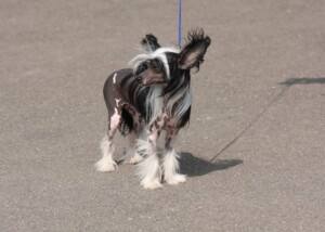 CHINESISCHER SCHOPFHUND (Chinese Crested Dog)