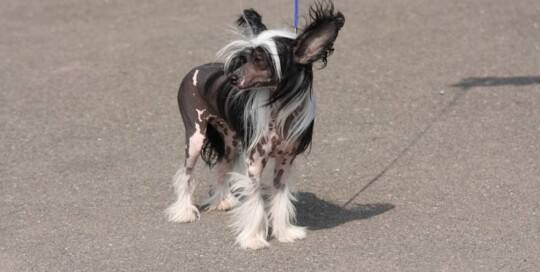 CHINESISCHER SCHOPFHUND (Chinese Crested Dog)