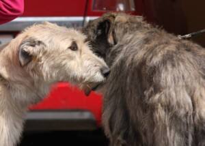Irischer Wolfshund (Irish Wolfhound)