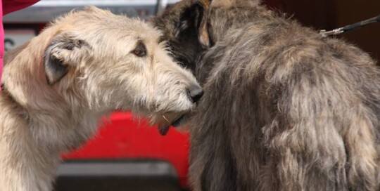 Irischer Wolfshund (Irish Wolfhound)