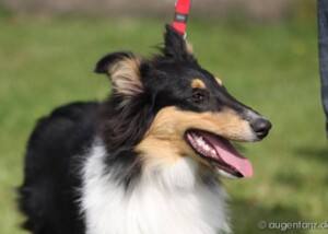 Langhaarcollie