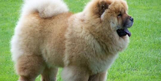 Chow Chow