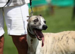 Whippet