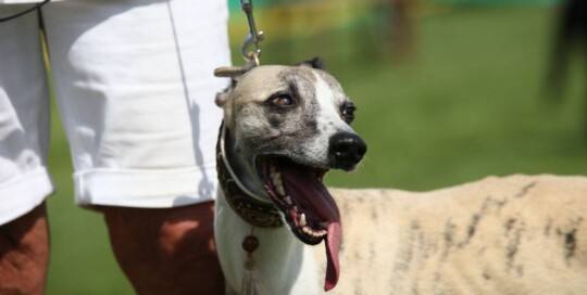 Whippet