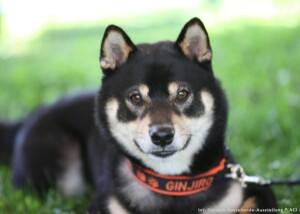 Shiba