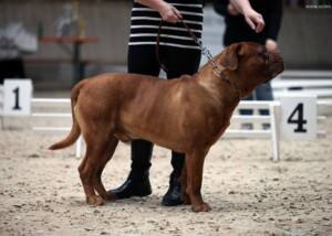 Bordeauxdogge (Dogue de Bordeaux)