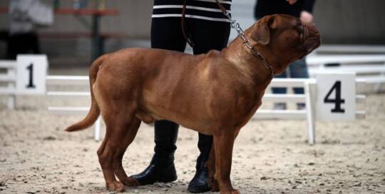 Bordeauxdogge (Dogue de Bordeaux)