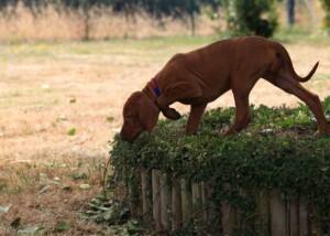 Rövidszörü Magyar Vizsla