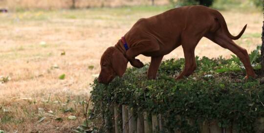 Rövidszörü Magyar Vizsla