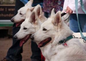 Weißer Schweizer Schäferhund (Berger Blanc Suisse)
