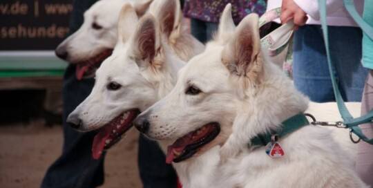 Weißer Schweizer Schäferhund (Berger Blanc Suisse)