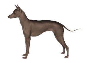 Xoloitzcuintle Mexikanischer Nackthund
