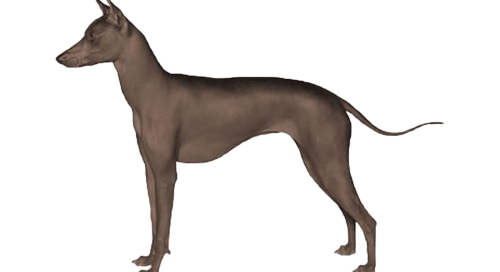 Xoloitzcuintle Mexikanischer Nackthund