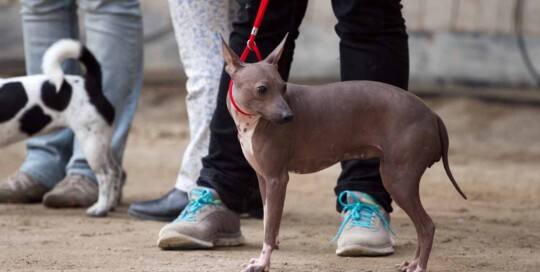 Nackthund Amerikanisch