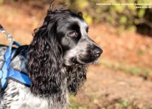English Cocker Spaniel