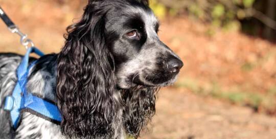 English Cocker Spaniel