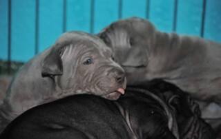 Thai Ridgeback Welpen Blick
