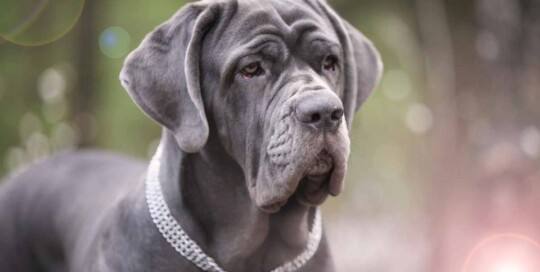Mastino Napolitano