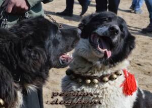 Zentral persischer Hirtenhund Qhadrejooni