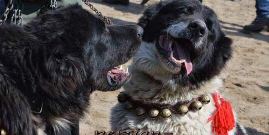 Zentral persischer Hirtenhund Qhadrejooni