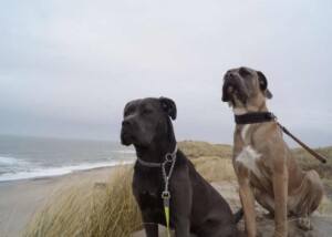 Cane Corso Italiano