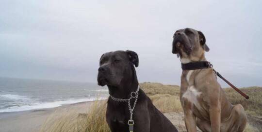 Cane Corso Italiano