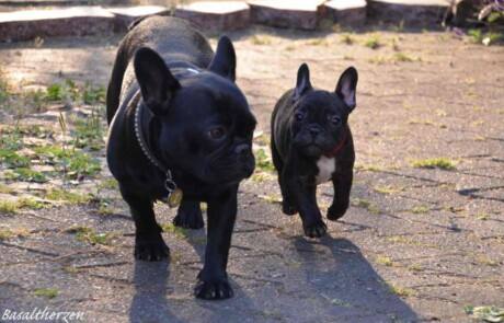 Französischen Bulldoggen von den Basaltherzen