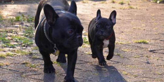 Französischen Bulldoggen von den Basaltherzen