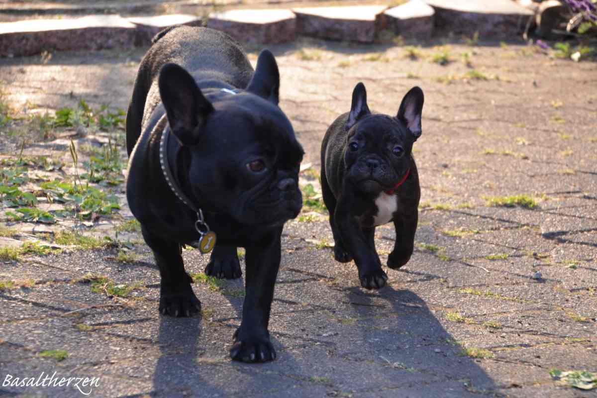 Französischen Bulldoggen von den Basaltherzen