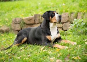 Greater Swiss Mountain dog