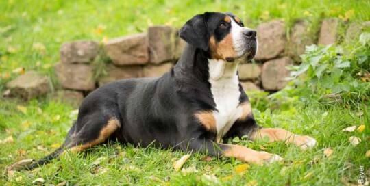 Greater Swiss Mountain dog