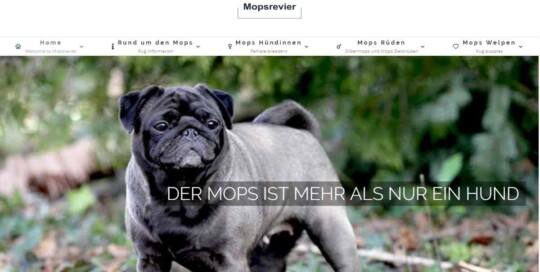 Mopsrevier züchtet Silbermöpse