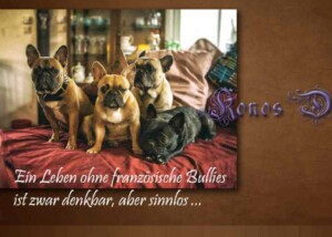 Französische Bulldoggen Konos Diamonds