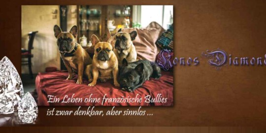 Französische Bulldoggen Konos Diamonds