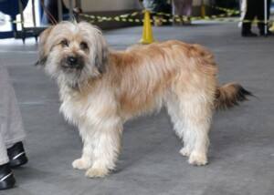 Langhaariger Pyrenäenschäferhund Chien de Berger des Pyrénées à poil long