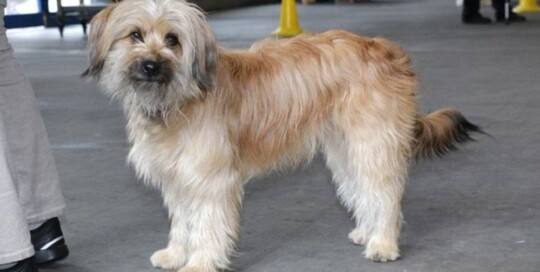 Langhaariger Pyrenäenschäferhund Chien de Berger des Pyrénées à poil long