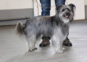 Langhaariger Pyrenäenschäferhund Chien de Berger des Pyrénées à poil l