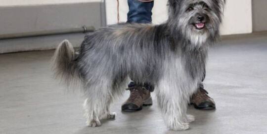Langhaariger Pyrenäenschäferhund Chien de Berger des Pyrénées à poil l