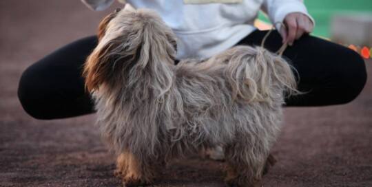 Bolonka zwetna - Tsvetnaya Bolonka