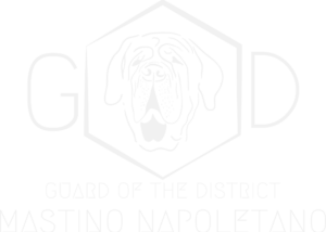 Mastino Napoletano Guard of the District grau