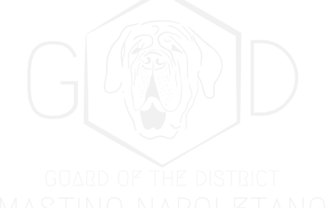 Mastino Napoletano Guard of the District grau