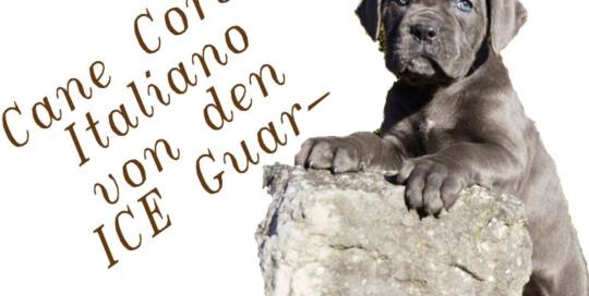 Cane Corso Italiano von den ICE Guardians