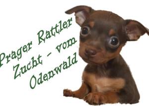 Prager Rattler Zucht - vom Odenwald