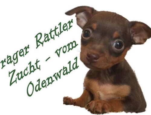 Prager Rattler Zucht – vom Odenwald