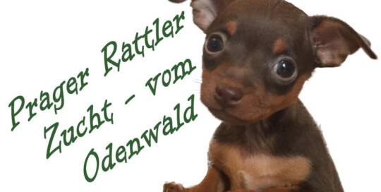 Prager Rattler Zucht - vom Odenwald