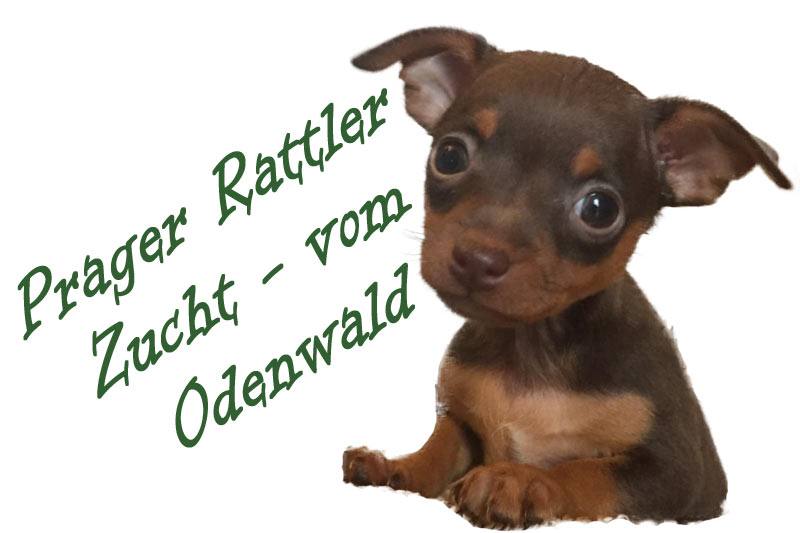 Prager Rattler Zucht - vom Odenwald